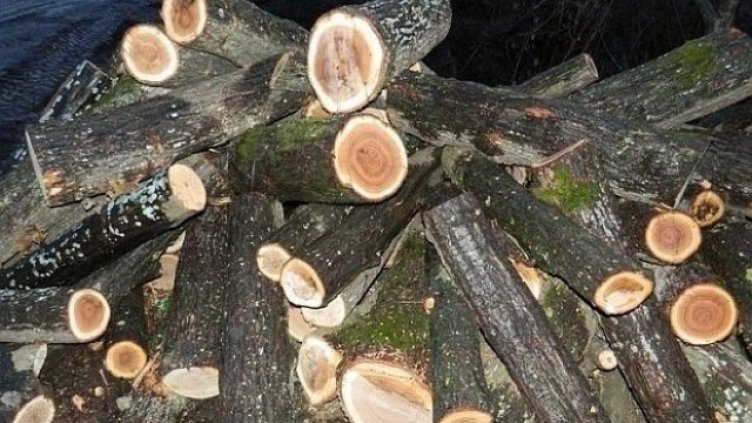 Започнаха масови проверки в горите в област Варна