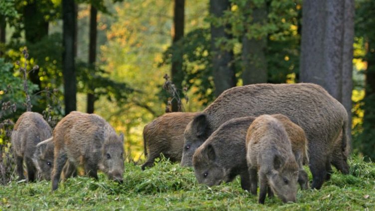 Откриват ловния сезон