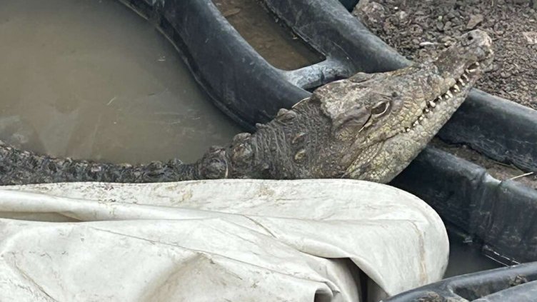 Отглеждат крокодил в софийски квартал