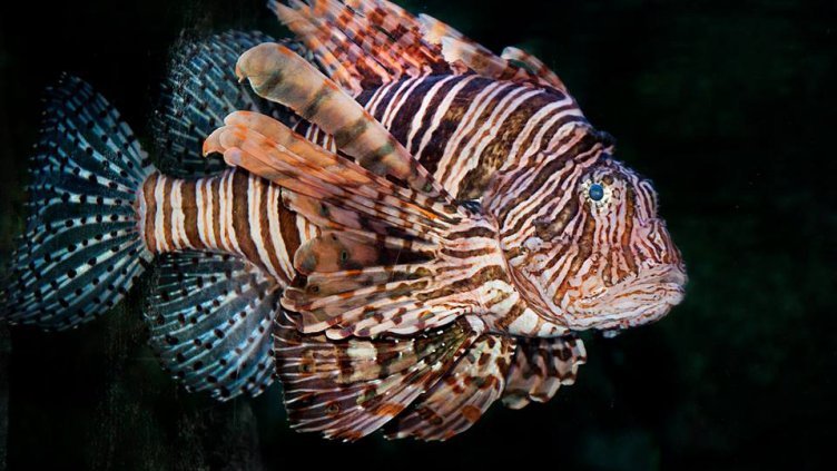 снимка: Ели Маринова