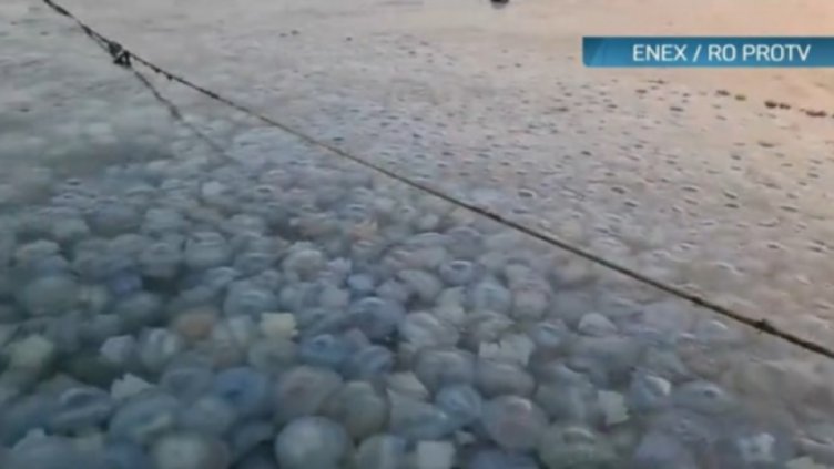 Нашествие на сини медузи в Черно море 