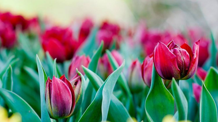 Снимка: Ели Маринова