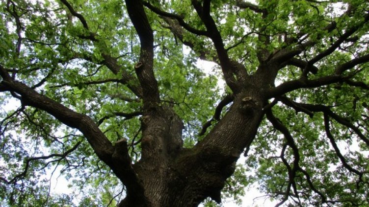 Снимка община Стралджа