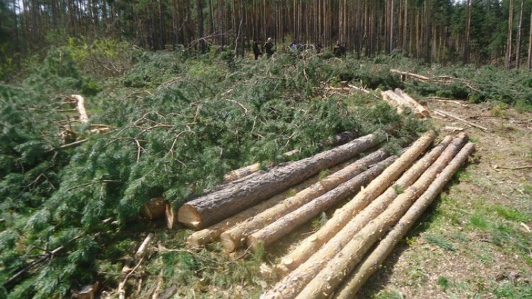 Изсякоха 180 дка борова гора  