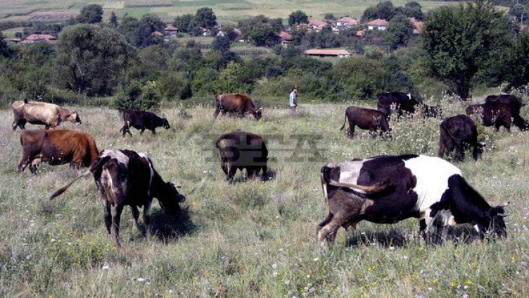 Животновъди в Шуменско настояват за държавна помощ