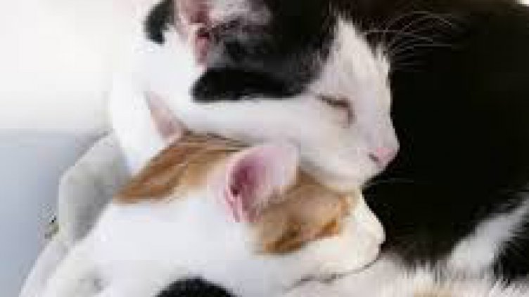 Издирват сериен убиец на бездомни котки