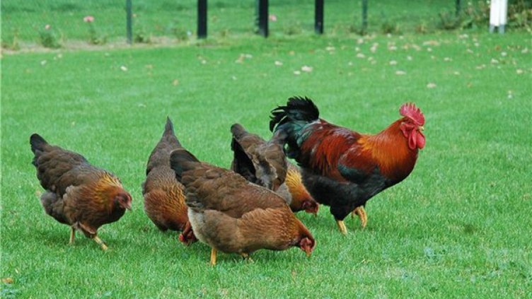 Огнище на Нюкясълска болест по птиците избухна във Видинско