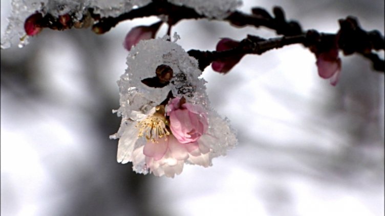Оставаме без череши, кайсии, праскови и сливи заради жестока слана