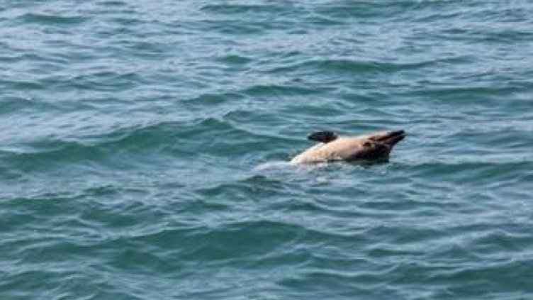 Труп на делфин се носи в морето край Варна