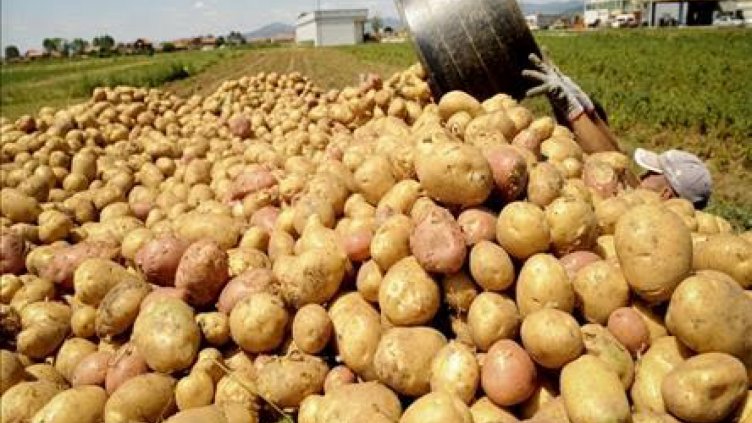 България с най-ниски добиви на картофи в Европа