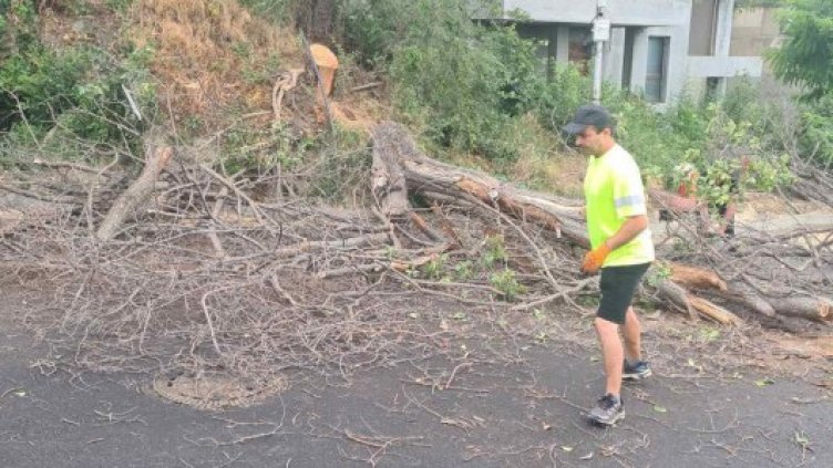 Пред погледа на варненци: Премахнаха опасното дърво в кк „Ален мак“ (СНИМКИ)