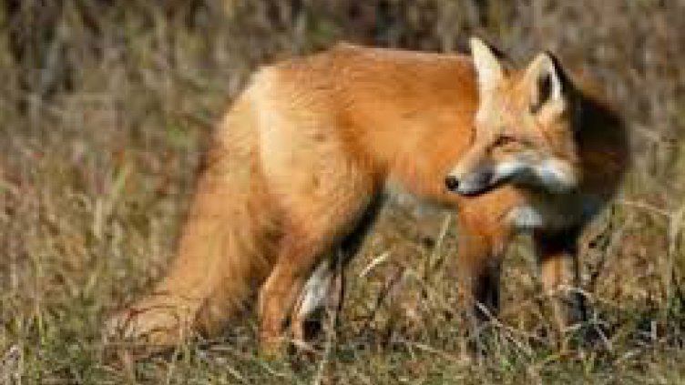 Кабинетът отпусна 4,5 млн. лева за ваксинация на лисици