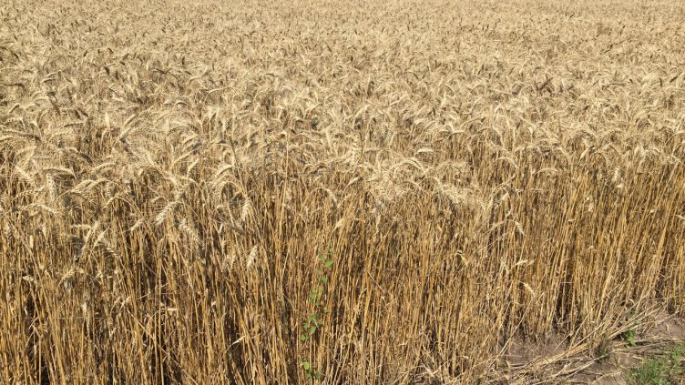 Земеделци от Североизтока излизат на чужди пазари с онлайн платформа