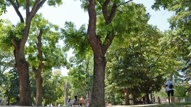 Премахват 32 опасни дървета в Градската градинка зад театъра във Варна