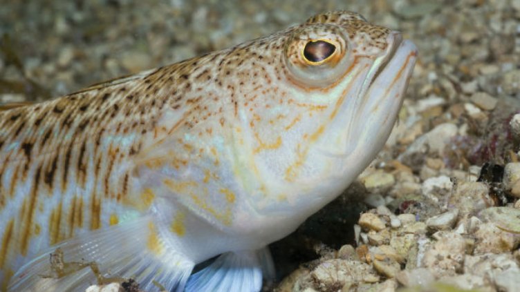 15 души пострадаха от морски дракон