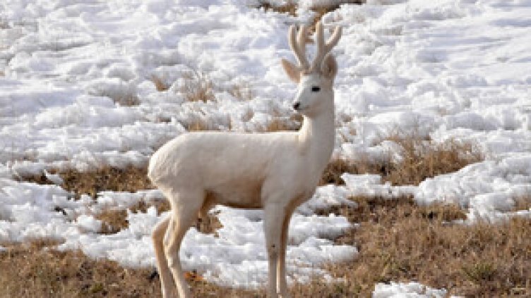 Чудо: Появи се бял сръндак в Родопите