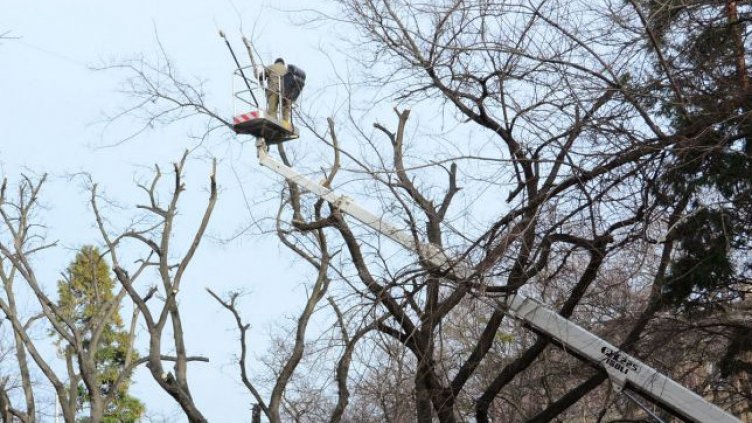 Премахват близо 30 опасни дървета в Морската градина на Варна