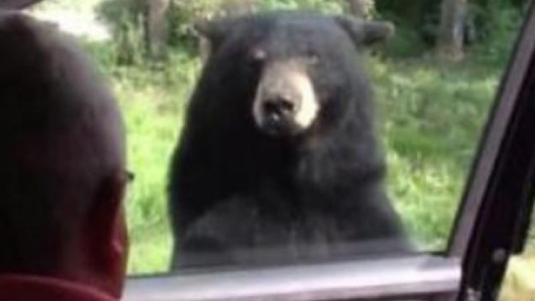 Как мечка хваща автостоп? (ВИДЕО)