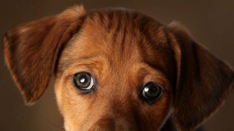 В пандемията - скок на изоставените кучета