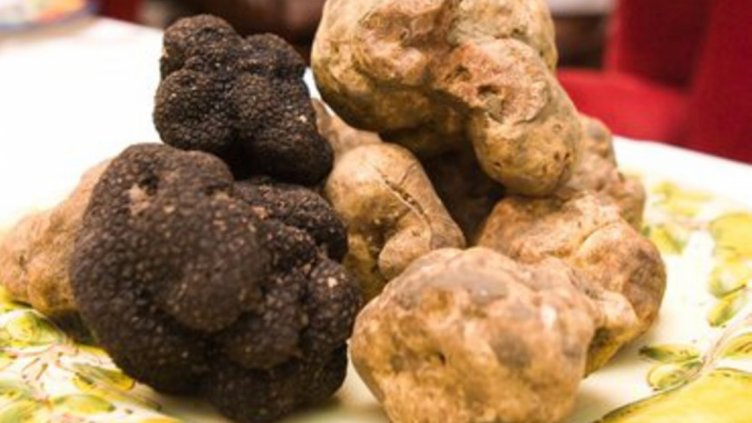 Горските съставиха акт на събирач на трюфели