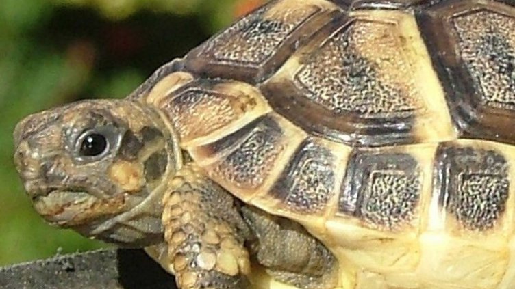 Съдят мъж, опитал да продаде защитена костенурка