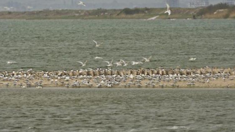 Мъж е задържан за обстрел на защитени видове птици край Поморие