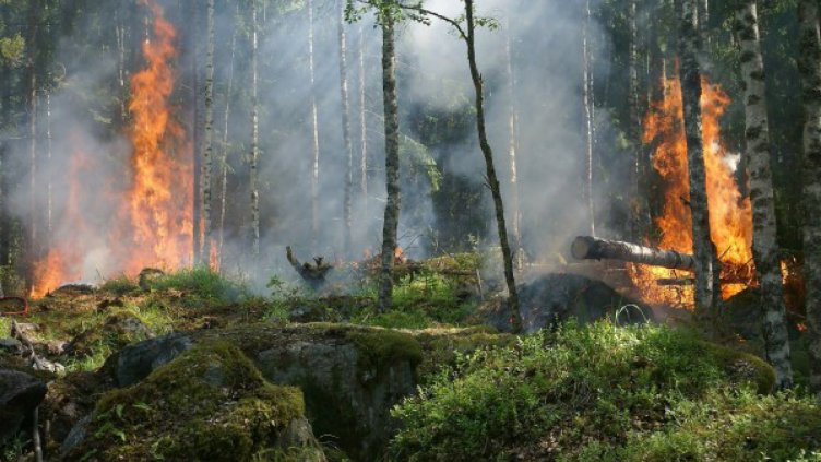 Мъж спаси село и гора от пожар