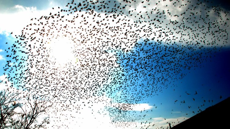 снимки: Пламен Гутинов