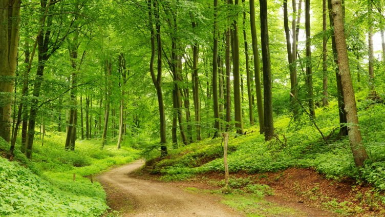 9 заявления за закупуване на частни гори са подадени във Варненско