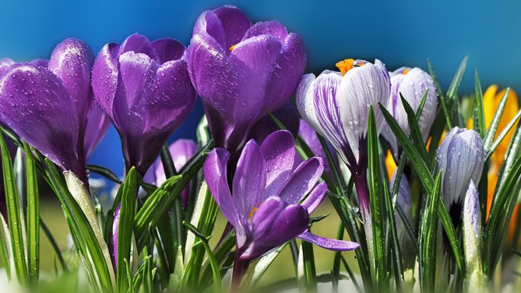 Шафранът - новото злато на родното земеделие