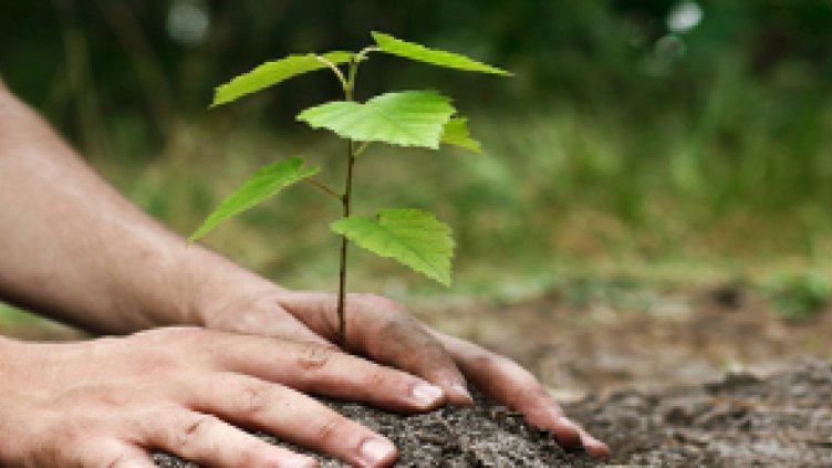 Залесяват нова гора край с. Слънчево