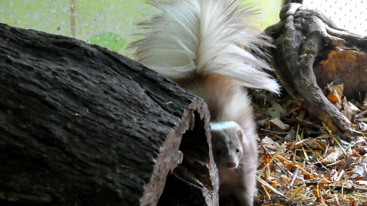 Шоколадовите скунксове намериха своя втори дом във Варна