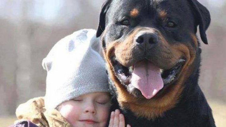 Най­-умните породи кучета