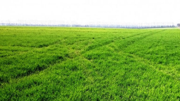 Топлото време няма да увреди есенниците