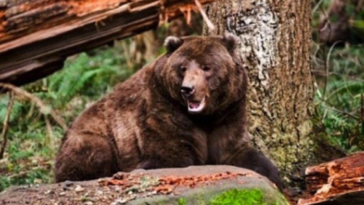Мечка атакува плевни, уби прасе и овце