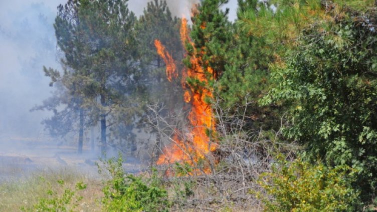 Губим по 22 хил. хектара гори годишно в пожари