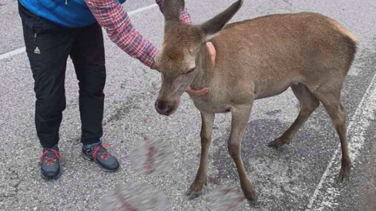 Спасиха кошута, блъсната от кола
