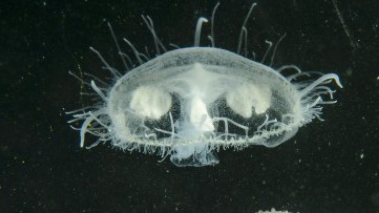 Инвазивни видове носят непознати зарази