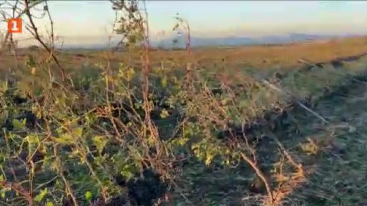 Силната буря в Поморийско е унищожила почти напълно реколтата от грозде