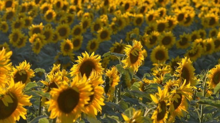 Фермерите отчитат ръст при реколтата от слънчоглед