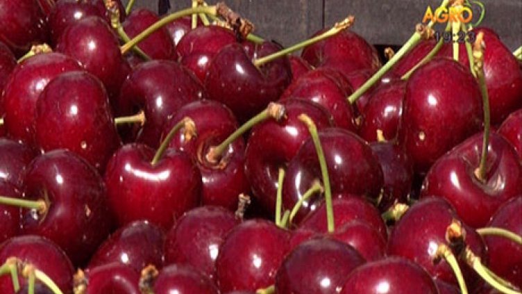 Производители на череши проплакаха от провал на продажбата на реколтата