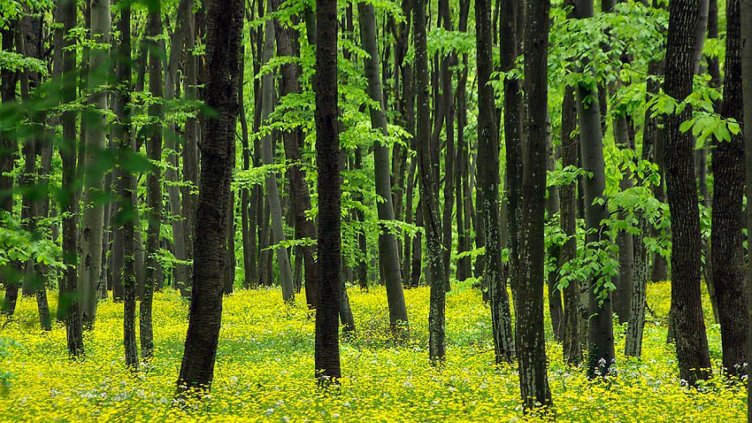 И в Седмицата на гората продължава кражбата на дървесина