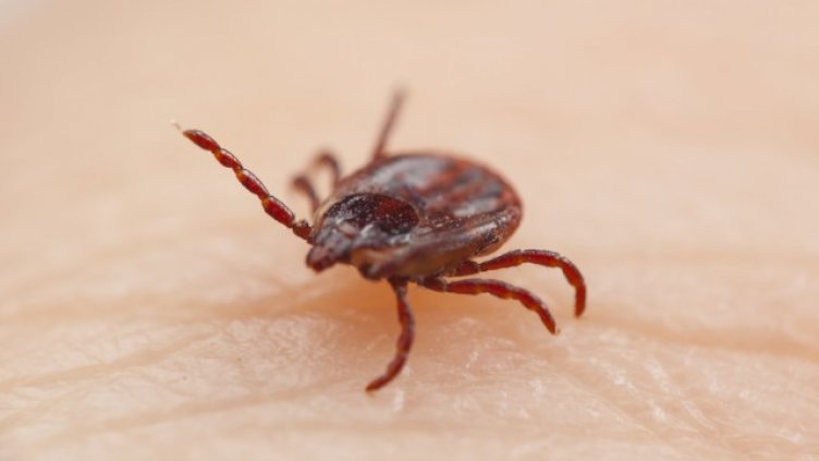 И кърлежите излязоха в отпуск