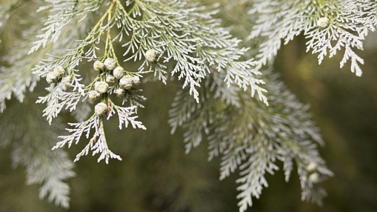 Феномен: най-старото дърво във Великобритания сменя пола си