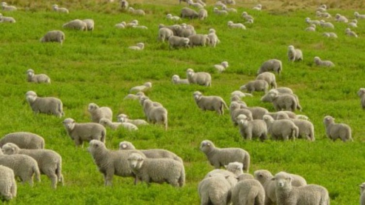 Превеждат още 61 хиляди лева обезщетения на засегнатите стопани