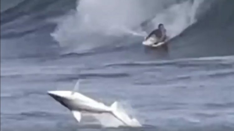 Акула изуми сърфист с превъртане във въздуха. Страховито ВИДЕО