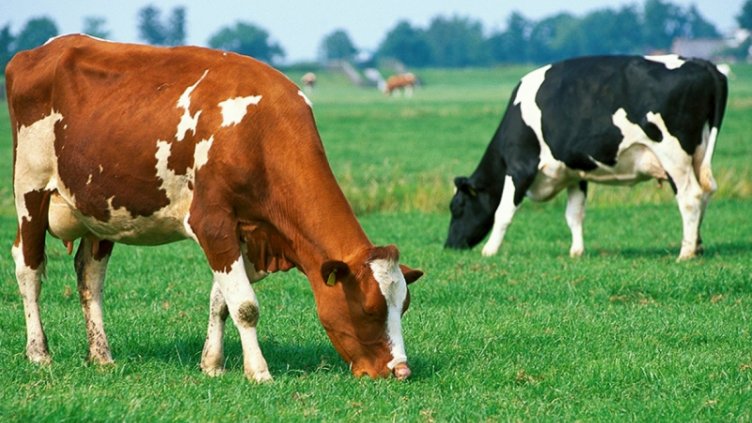 50% от парниковите газове са от селското стопанство