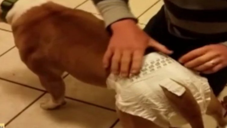 Кучетата на разходка само с памперс задължително