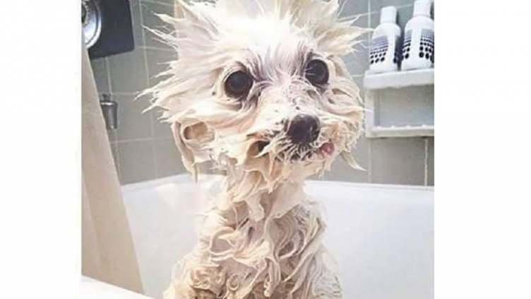 Изкъпахте ли си кучето? (СНИМКИ)