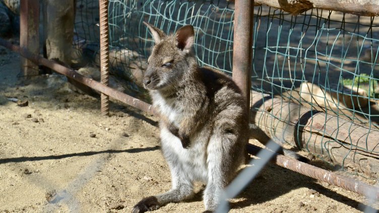 Ново бебе кенгуру радва посетителите на Зоопарк Варна 